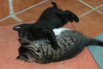 wrestling kittens