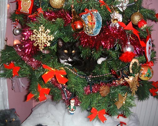 in the tree