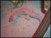my blizzard gecko