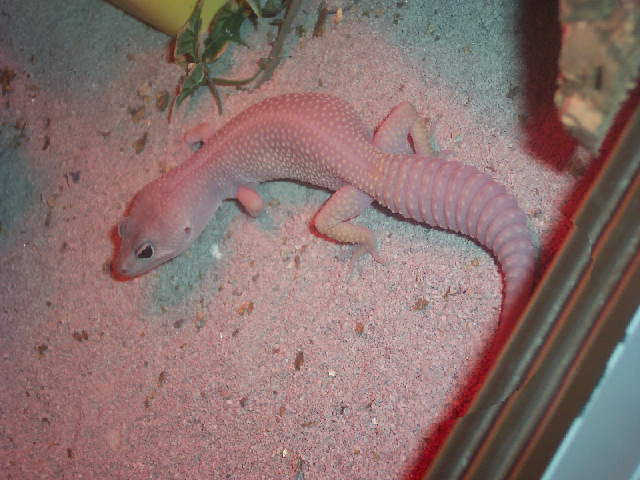 my blizzard gecko