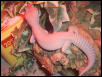 my blizzard gecko