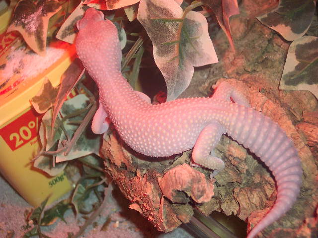 my blizzard gecko