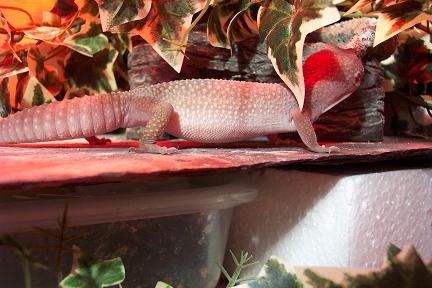 ill lizard ???