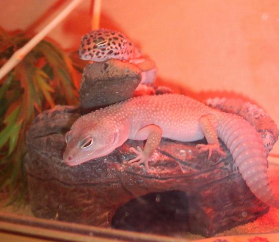 cute leos
