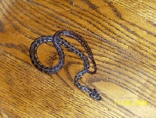 baby carpet