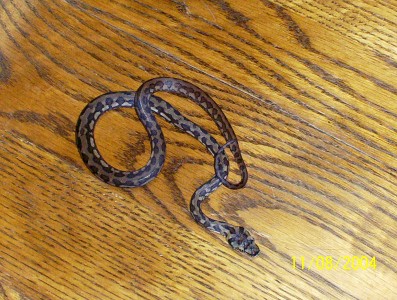 baby carpet