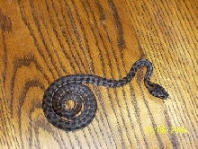 baby carpet