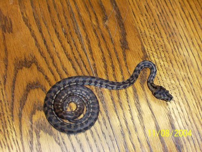 baby carpet