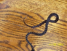 baby carpet