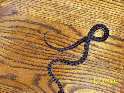 baby carpet