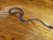 baby carpet
