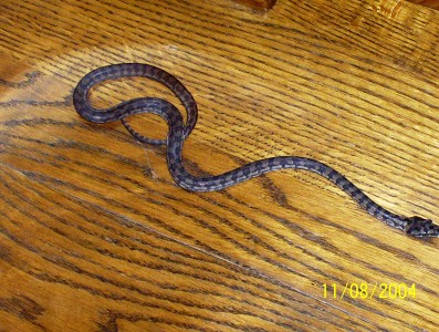 baby carpet