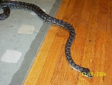 female coastal carpet