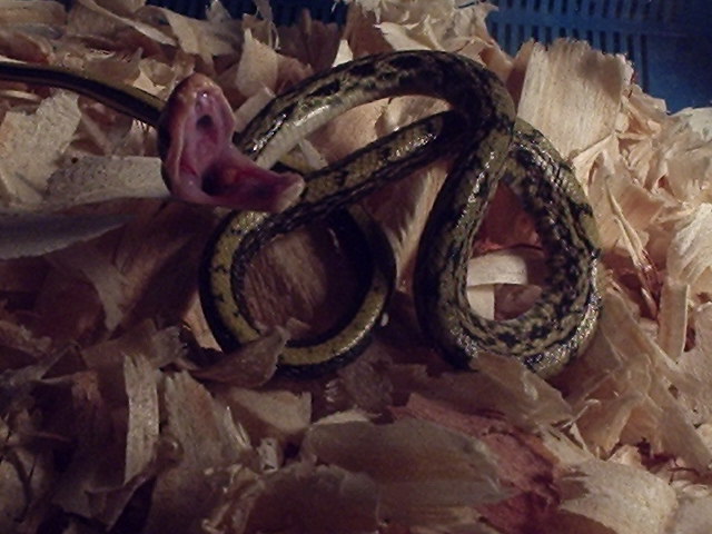 Elaphe taeniura taeniura