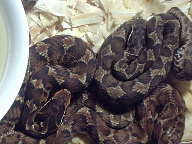 Gloydius blomhoffi