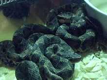 Gloydius blomhoffi