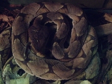 Deinagkistrodon acutus