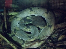 Deinagkistrodon acutus