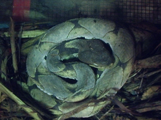 Deinagkistrodon acutus