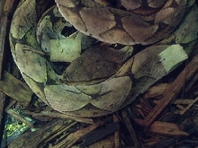 Deinagkistrodon acutus