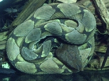 Deinagkistrodon acutus
