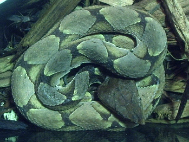 Deinagkistrodon acutus