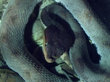 Deinagkistrodon acutus - Pastel