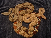 Hypomelanistic Guyana and Normal Guyana