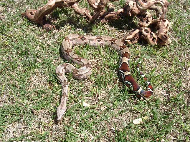 Guyana Female