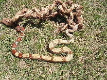 Guyana Female 1