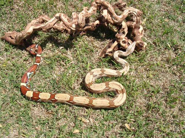 Guyana Female 1