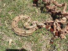 Thin Saddled Guyana Male