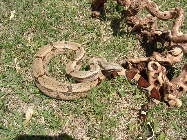 Thin Saddled Guyana Male