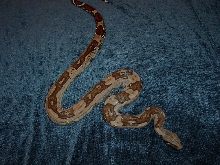 "Jungle" Guyana Male 2