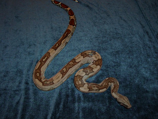 "Jungle" Guyana Male 2