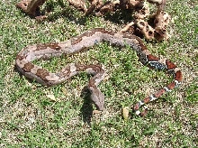 "Jungle" Guyana Male 2