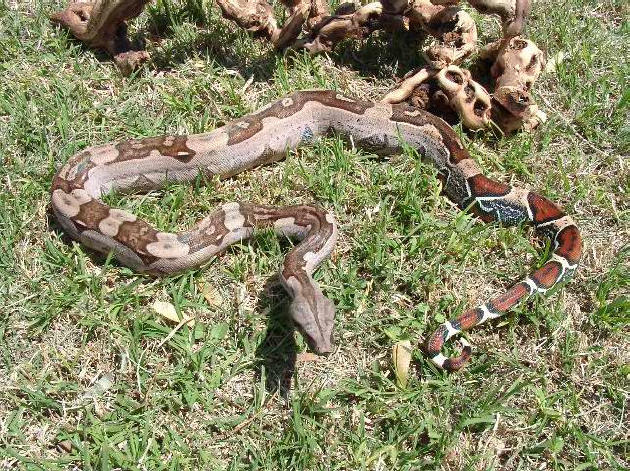 "Jungle" Guyana Male 2