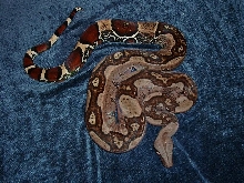 "Jungle" Guyana Male