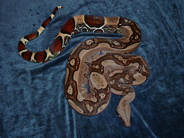 "Jungle" Guyana Male