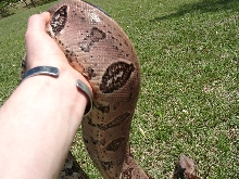 "Jungle" Guyana Male