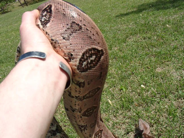 "Jungle" Guyana Male
