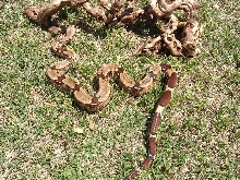 Guyana Male