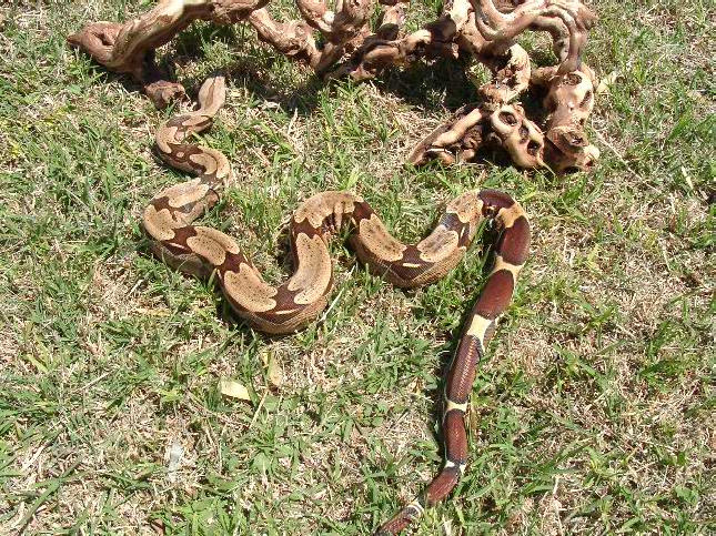 Guyana Male