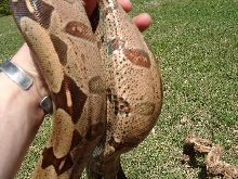 Guyana Male