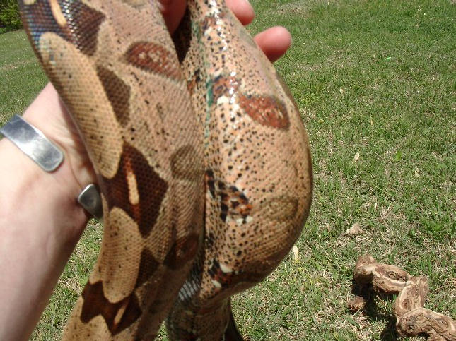 Guyana Male