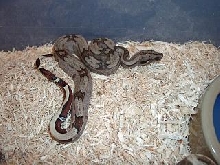 Reverse Stripe Guyana Female