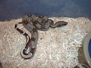 Reverse Stripe Guyana Female