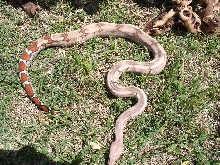 DREAM Hypo Guyana