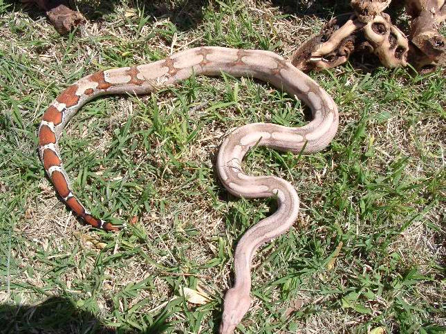 DREAM Hypo Guyana