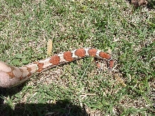 DREAM Hypo Guyana